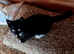 Male kittens