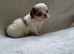 Beautiful Long haired chihuahua puppies