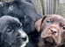 Cockerdor Puppies - family raised