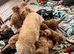 Cavachon x toy poodle puppies