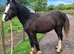 Unregistered sec d yearling colt