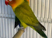 Love birds