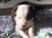Stunning mixed litter of 8 Border Collies