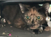 Beautiful cat in Southampton
