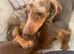 Dachshund puppies ready now