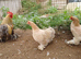 Trio of pekins