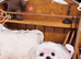 Teacup korean maltese pups