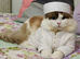 Ragdoll Male