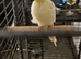 Cockatiel for sale, male bird not sure on age.