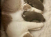 British Shorthair Kittens for sale