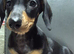 Mini Dachshund