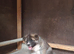 Akita pup