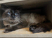 Male ragdoll