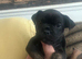 FRENCH BULLDOG CROSS