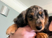 now fully vaccinated ready to leave 4 months kc reg 1 left silver and tan dapple long haired mini dachshund puppies