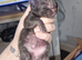 2 black kittens