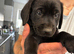 Ready to go. 3 girls peft! Black Labrador Puppies