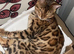Stunning Beautiful Bengal Male Cat Top Bloodlines
