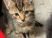 2 x Beautiful 9 week old kittens