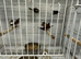 Finches available