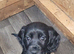 3 fully vaccinated sprocker spaniel boys available