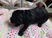 Unique bundle joy cavapoo