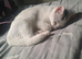 1 kitten left! Ready for new home now