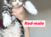 Mainecoon kittens