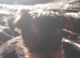 12 week old female Yorkshire terrier puppie