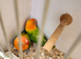 Green Euwing opaline and green opaline split both blue