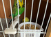 2 x Green cock birds for sale