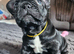Last French bulldog puppy (male)