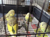 Baby budgies