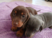 1 lilac and tan boy available and 1 chocolat and tan girl