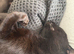 2 female adult cats