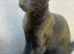 6 Beautiful Black Kittens Ready For Their Forever Homes