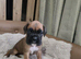 Beautiful boxer babies ready soon