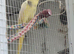 Healthy young male