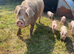 Mumma and 7 baby’s