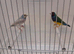 Gouldian cocks