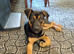 German shepherd X