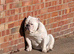 Male bull dog