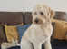Stunning large goldendoodle for stud