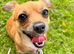 Female Chihuahua