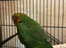 Hoffmans conure