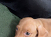Cream boy ready now miniature dachshund