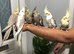 Beautiful baby hand tamed & untamed cockatiels for sale.