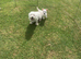 West highland terrier