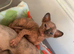 Beautiful Pedigree Sphynx Kittens – Looking for Their Forever Homes