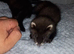 EU polecat kits